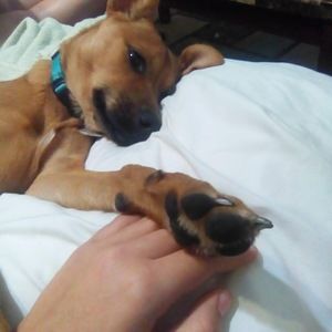 Meet your Posher, Guinevere